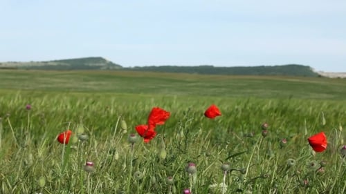 Red Poppies In A Wheat Field