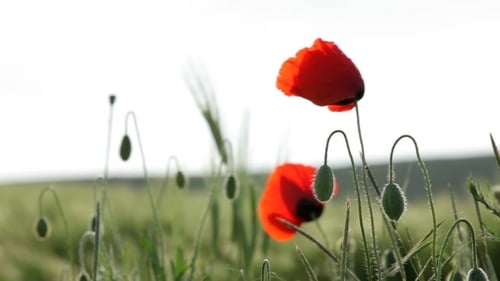 Riesige rote Mohnblumen sind sehr schön.