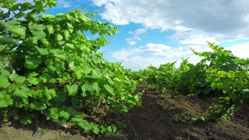 Viñedo en un día soleado