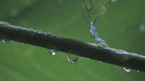 The Bush Vine in The Rain 4