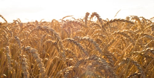 Field of Wheat