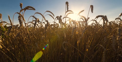 Field of Wheat 5