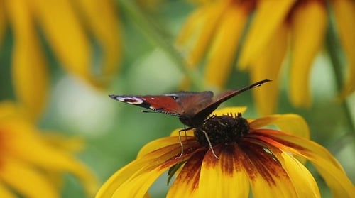 Butterfly on a Flower