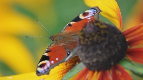 Mariposa en una flor 2
