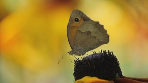Butterfly Resting on Flower Head in Nature