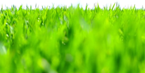 Field Of Green Grass