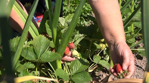 Picking Ripe Strawberries in the Summer Sun