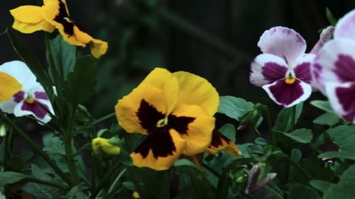 Colourful Pansies