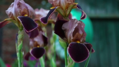 Iris Flowers