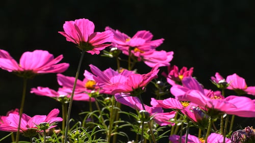 Vibrant Pink Cosmos Flowers Blooming in Garden