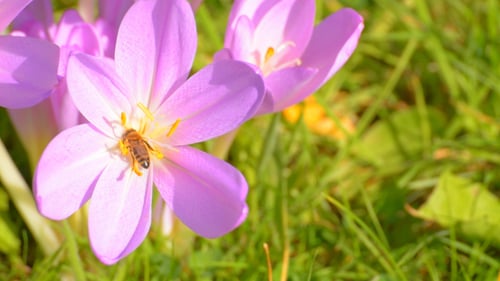 Bee Collecting Pollen from Purple Crocus Flower