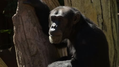 Chimpanzee Resting Against a Tree