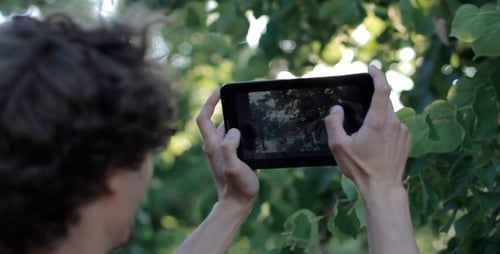 Man Using Tablet Recording Tree in Sunlight
