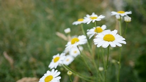 Gänseblümchenblumen tanzen im Wind