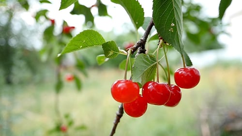Red And Sweet Cherries On A Branch