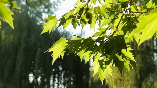 Die Samen und Blätter der Platane
