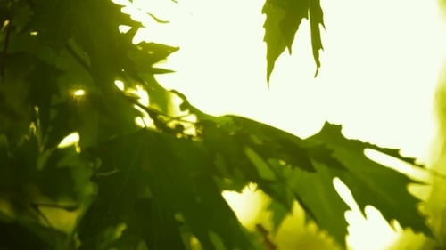 Sunlight Through Green Leaves on a Sunny Day