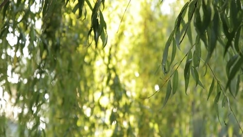 Weinender Weidenbaum im Park