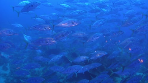 Schwarm silberner Fische am Korallenriff