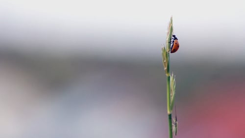 Ladybug Climbing on a Blade of Green Grass