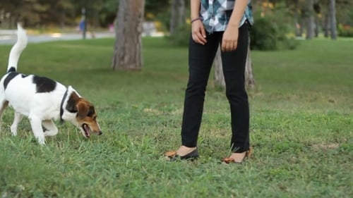 Hund - sitzen, hinlegen, herumrollen.
