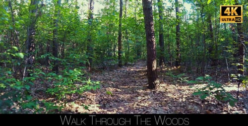 Walk Through The Woods 28