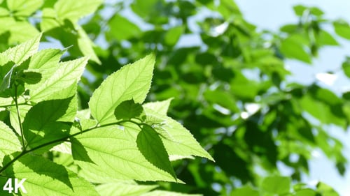 Leaves Moving In The Wind