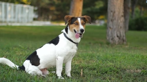 Dog Sitting in Park on Sunny Day