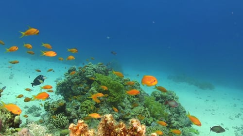 Tropical Fish on Vibrant Coral Reef