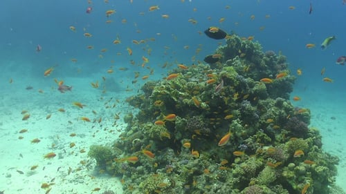 Tropical Fish on Vibrant Coral Reef
