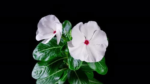 White Flower Catharanthus Blooming in Time Lapse on a Black Background. Growing Evergreen Houseplant