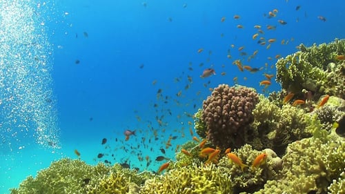 Tropical Fish on Vibrant Coral Reef