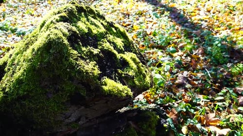 Tree stump overgrown with moss in the autumn park.