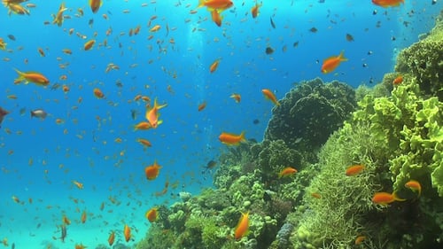 Tropical Fish on Vibrant Coral Reef