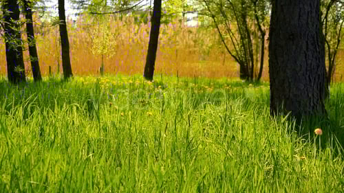 Lush Green Meadow with Dandelions and Trees