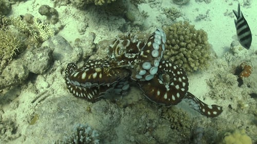 Oktopus am Korallenriff