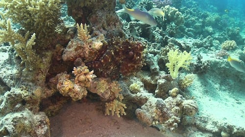 Octopus on Coral Reef