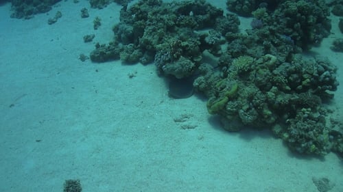Blue Spotted Stingray on Coral Reef