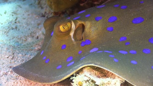 Blue Spotted Stingray on Coral Reef