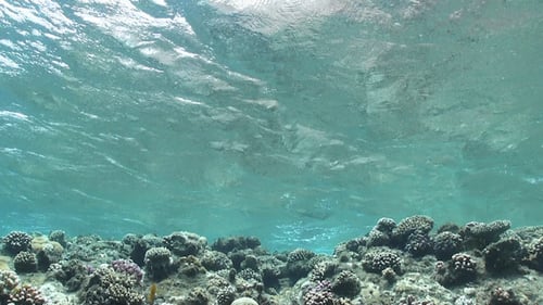 Ondas do mar sobre o recife de coral