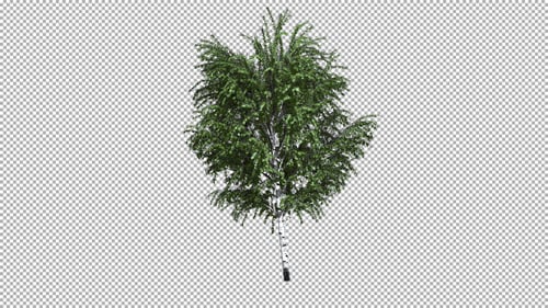 Animated Birch Tree Swaying in Wind with Alpha Channel