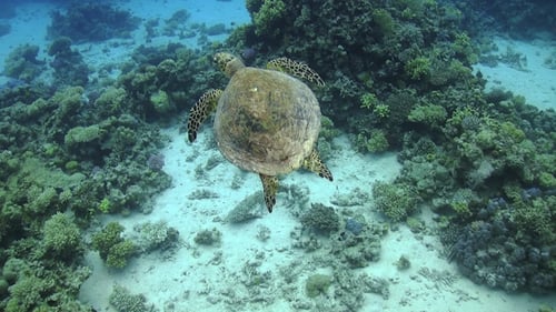 Turtle Swimming over Coral Reef