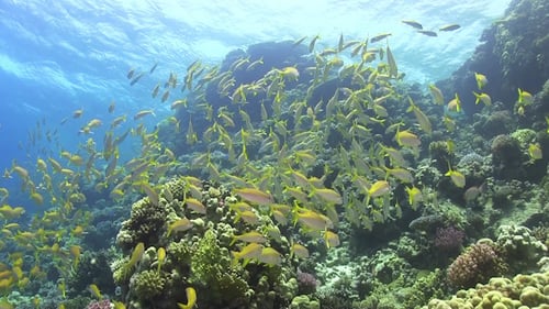 Tropical Fish on Vibrant Coral Reef
