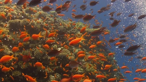 Tropical Fish on Vibrant Coral Reef