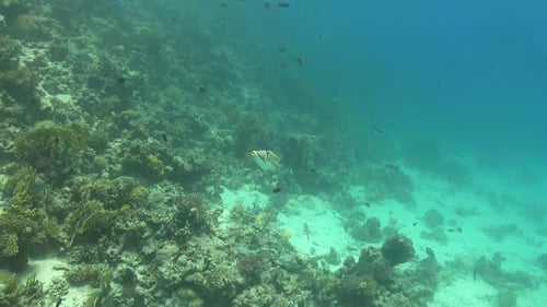 Tropical Fish on Vibrant Coral Reef