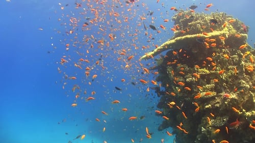 Tropical Fish on Vibrant Coral Reef