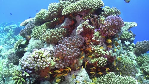 Tropical Fish on Vibrant Coral Reef