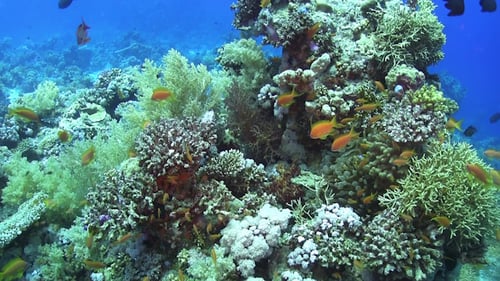 Tropical Fish on Vibrant Coral Reef