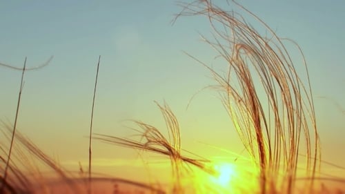 Feather Grass At Sunset