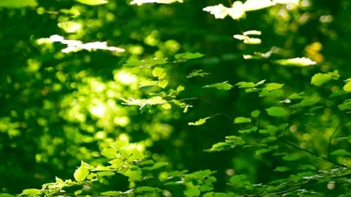 Green Leaves Blowing in Forest Sunlight